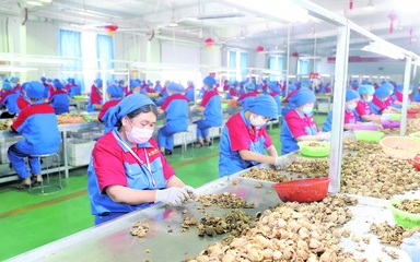 龍頭企業(yè) 引領(lǐng)現(xiàn)代農(nóng)業(yè)發(fā)展的“領(lǐng)跑者”——以資金、技術(shù)、設(shè)備與理念驅(qū)動(dòng)產(chǎn)業(yè)升級(jí)